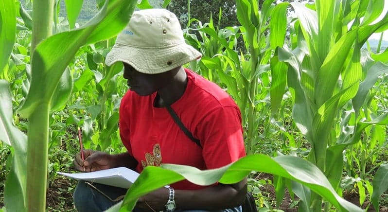 Young African man on his corn field