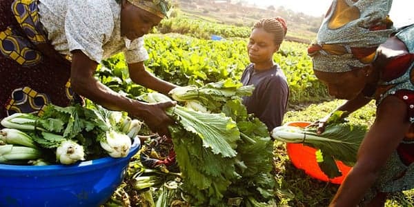 Women working on a vegetable field